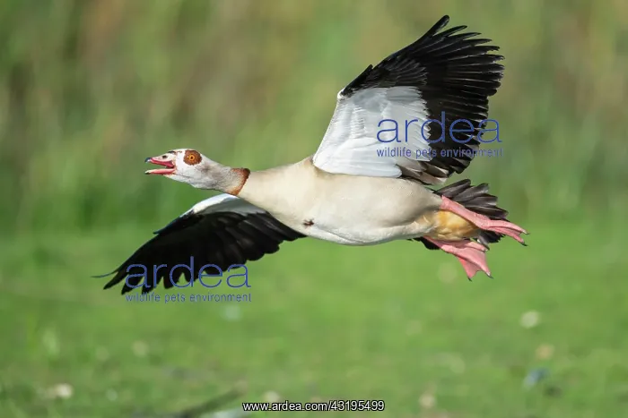 : Flying Egyptian goose (Alopochen aegyptiacus), Kattinger : Flying Egyptian goose (Alopochen aegyptiacus), Kattinger