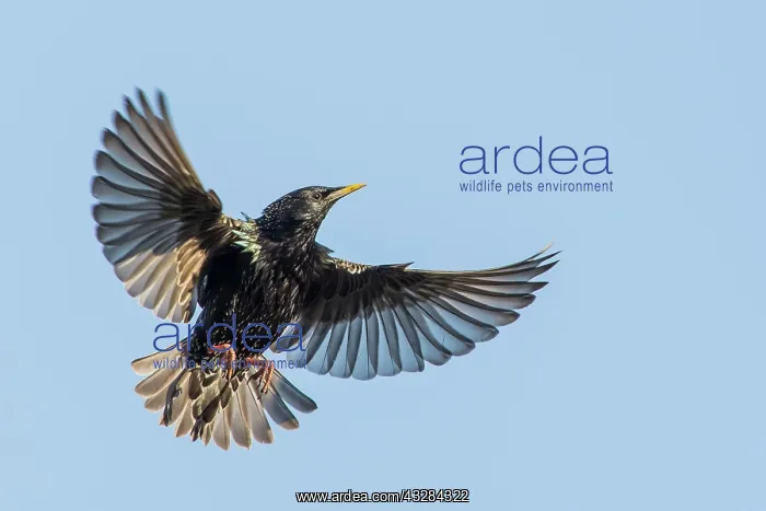 : Flying European Starling (Sturnus vulgaris) with