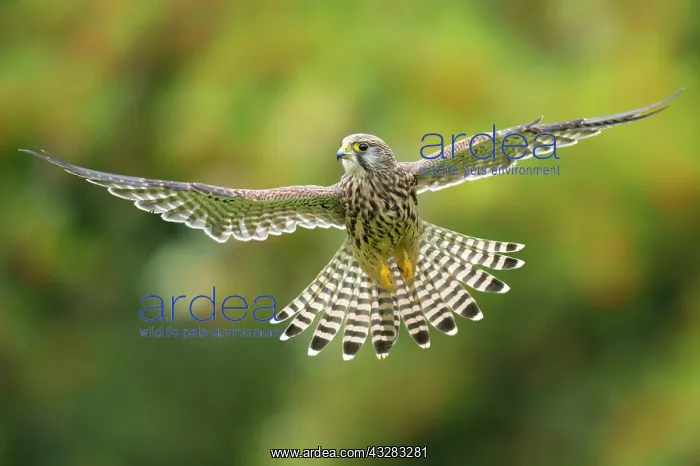 : Flying (Falco tinnunculus) hunting in a shaking : Flying (Falco tinnunculus) hunting in a shaking