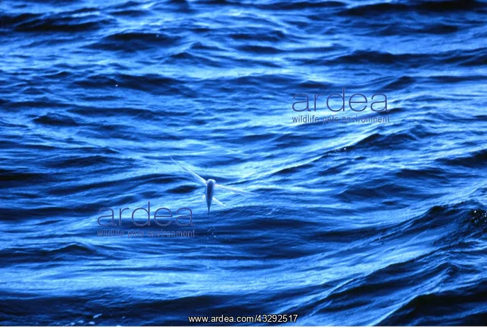 : FLYING FISH - flies up to 1.5 feet above water : FLYING FISH - flies up to 1.5 feet above water