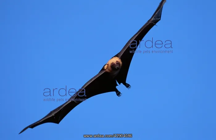 : FLYING FOX - in flight : FLYING FOX - in flight