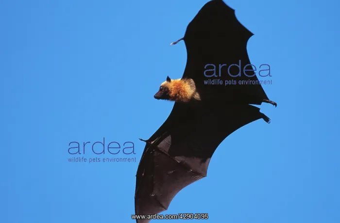 : FLYING FOX - in flight : FLYING FOX - in flight