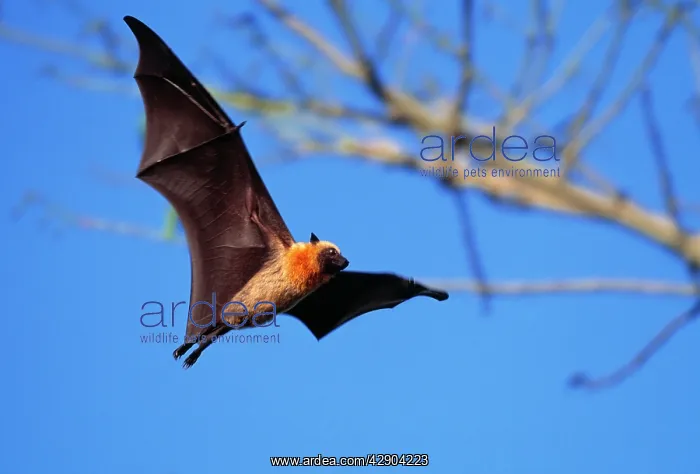 : FLYING FOX - in flight with tree behind : FLYING FOX - in flight with tree behind