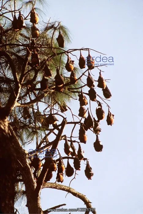 : Flying fox / Fruit BATS - roosting in tree : Flying fox / Fruit BATS - roosting in tree