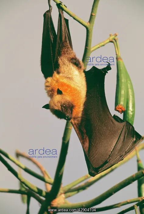 : FLYING FOX - hanging on branch, one wing outstretched : FLYING FOX - hanging on branch, one wing outstretched