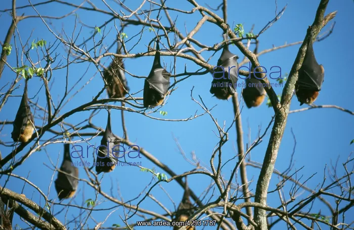 : Flying FOXES / Fruit bats : Flying FOXES / Fruit bats