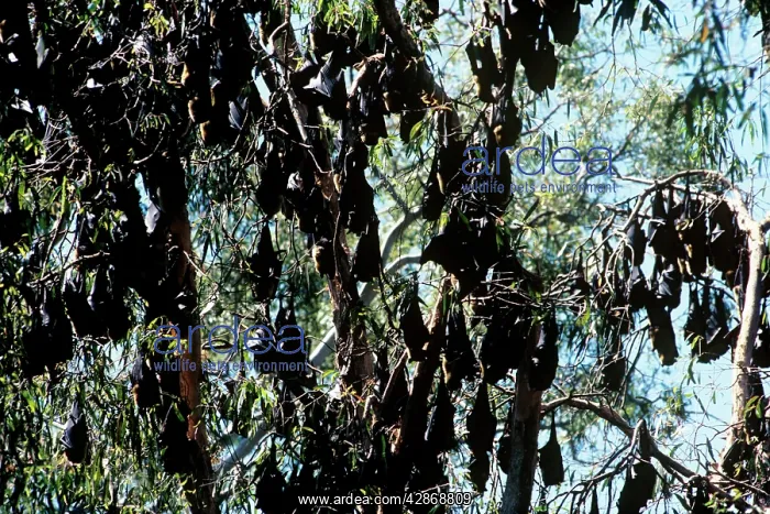 : Flying-foxes - Large group in trees during the : Flying-foxes - Large group in trees during the