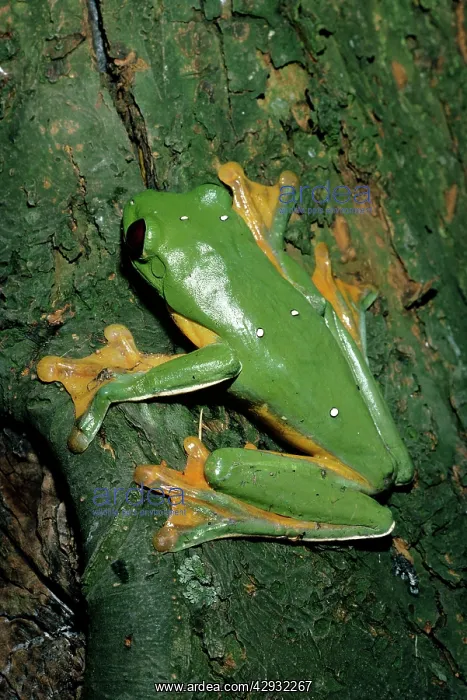 : Flying Frog : Flying Frog