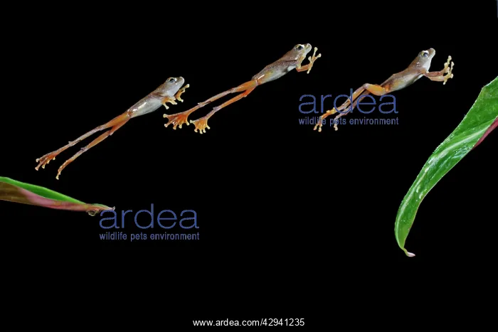 : Flying frog E jumping to leaf : Flying frog E jumping to leaf
