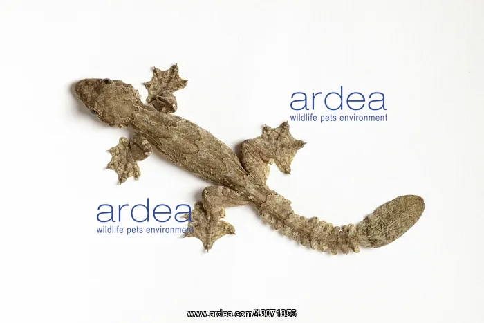 : Flying Gecko : Flying Gecko
