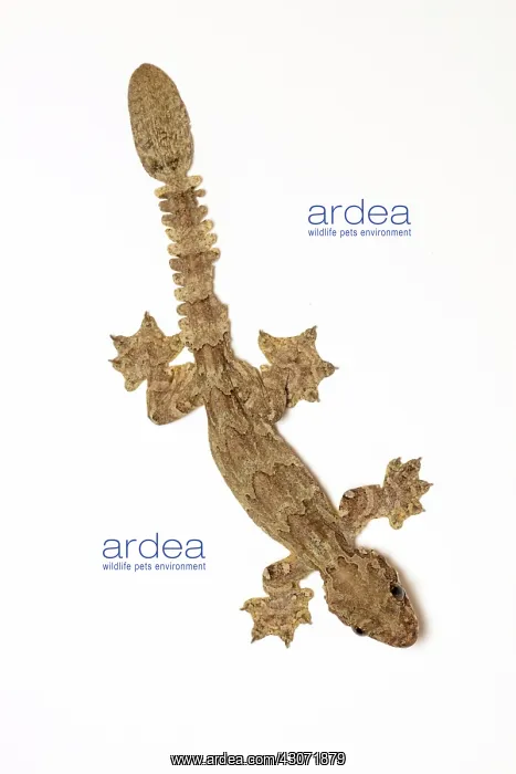  : Flying Gecko