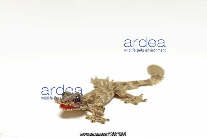  : Flying Gecko