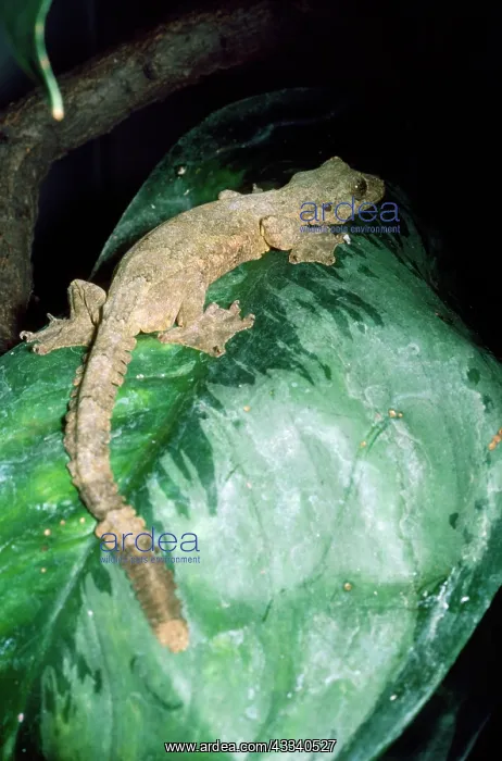  : FLYING GECKO