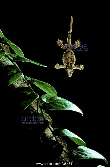 : Flying Gecko - in flight : Flying Gecko - in flight