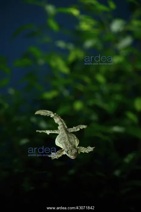 : Flying Gecko Gliding : Flying Gecko Gliding