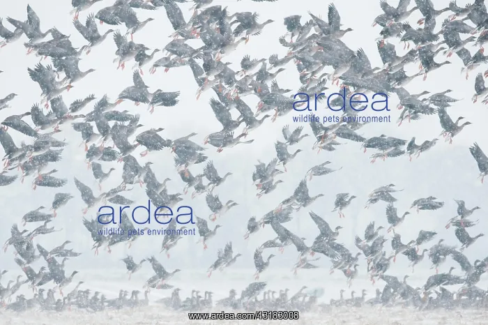 : Flying geese in snow flurries, flock of geese, migratory : Flying geese in snow flurries, flock of geese, migratory
