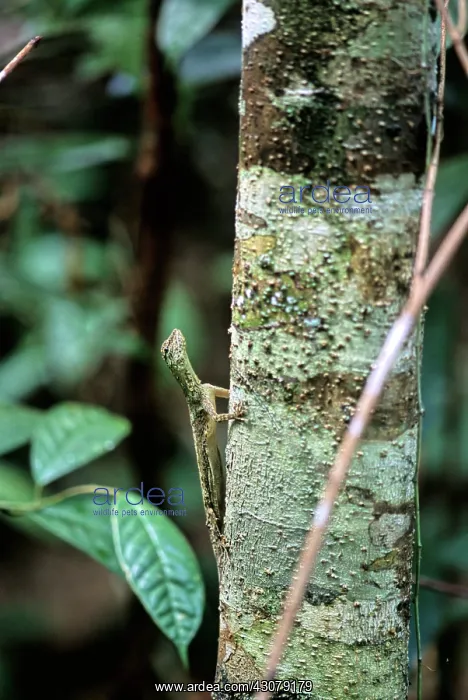  : Flying or Gliding Lizard
