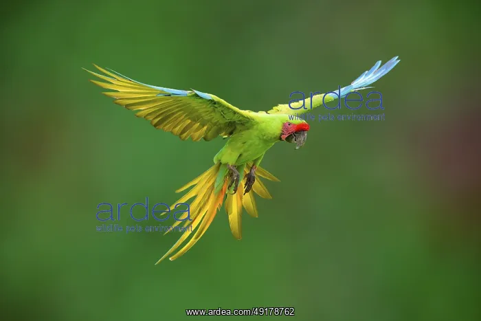 : Flying Great Green Macaw or Grand Military Macaw (Ara ambiguus) : Flying Great Green Macaw or Grand Military Macaw (Ara ambiguus)