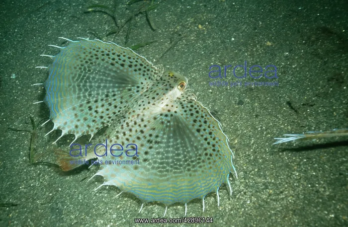 : Flying GURNARD : Flying GURNARD