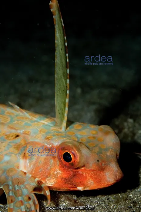 : Flying Gurnard : Flying Gurnard
