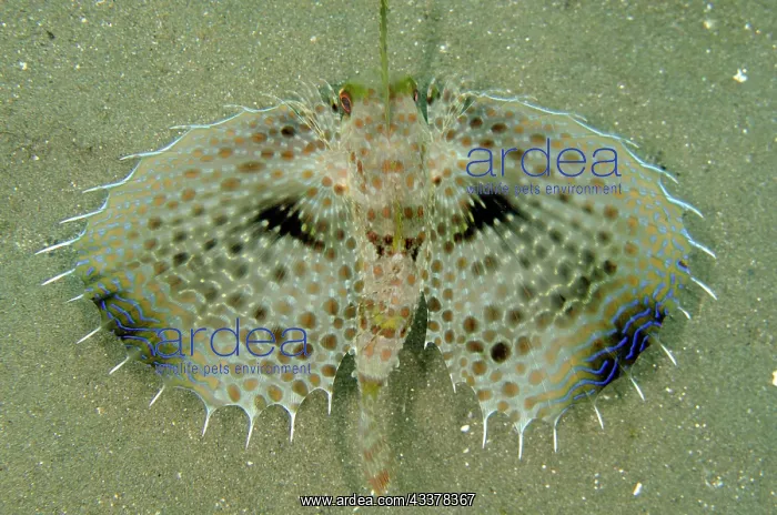 : Flying Gurnard displaying pectoral fins : Flying Gurnard displaying pectoral fins
