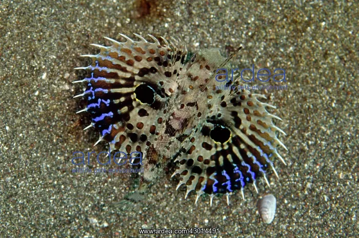  : Flying Gurnard displaying wings on black sand