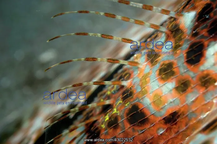 : Flying Gurnard Spines : Flying Gurnard Spines