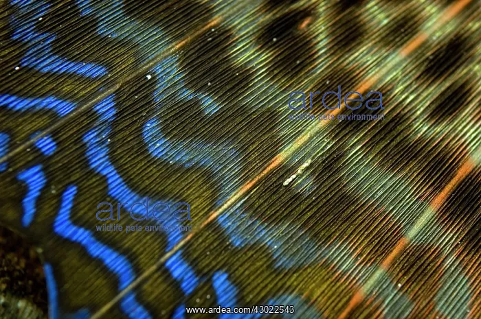 : Flying Gurnard Wing : Flying Gurnard Wing