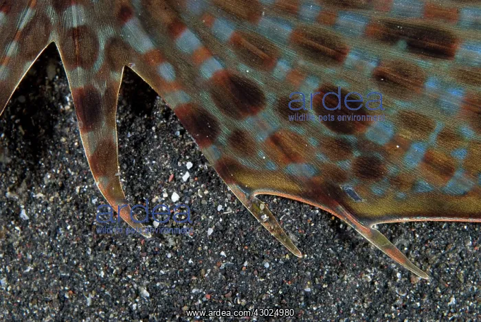 : Flying Gurnard detail of wing (pectoral fin) : Flying Gurnard detail of wing (pectoral fin)