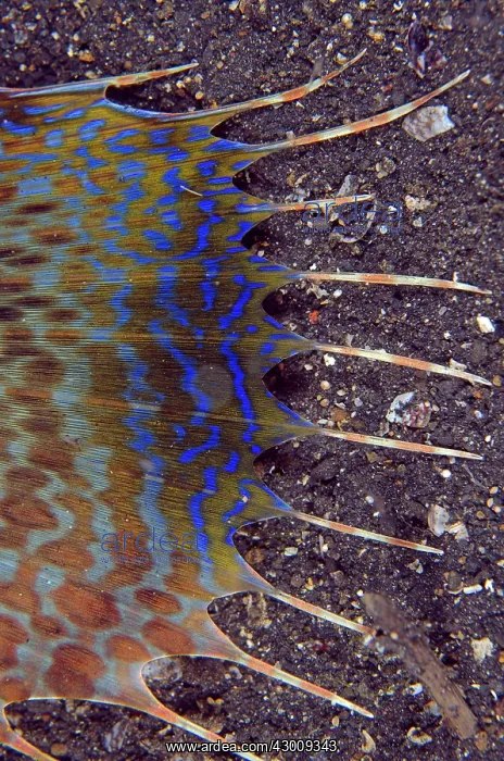 : Flying Gurnard wing TK1 dive site, Lembeh Straits : Flying Gurnard wing TK1 dive site, Lembeh Straits