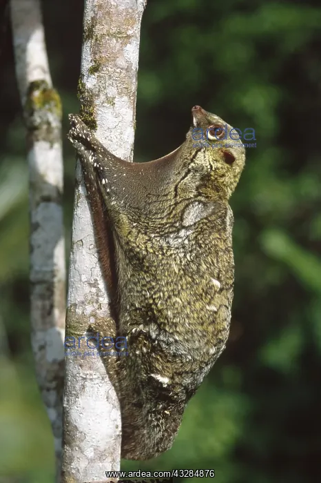 : Flying Lemur, aka Colugo (Cynocephalus variegatus), captive : Flying Lemur, aka Colugo (Cynocephalus variegatus), captive