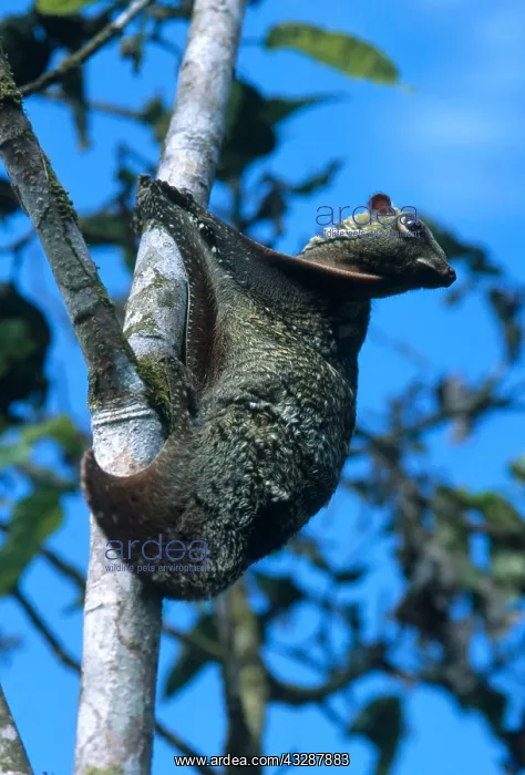 : Flying lemur or colugo (Cynocephalus variegatus) in captivit : Flying lemur or colugo (Cynocephalus variegatus) in captivit