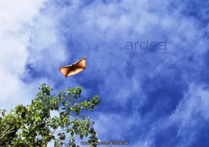 : Flying Lemur - gliding : Flying Lemur - gliding