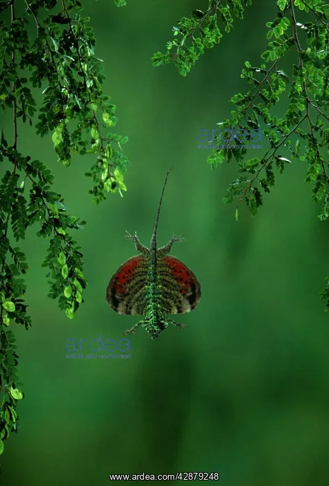  : FLYING LIZARD