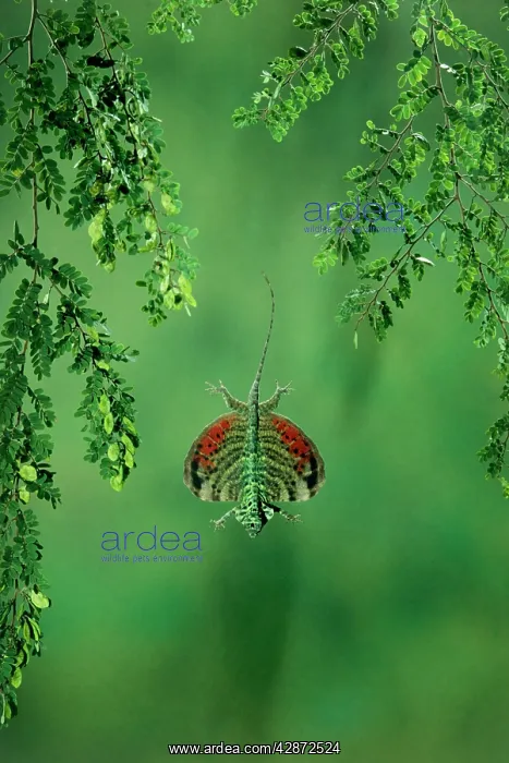 : Flying Lizard - In flight : Flying Lizard - In flight