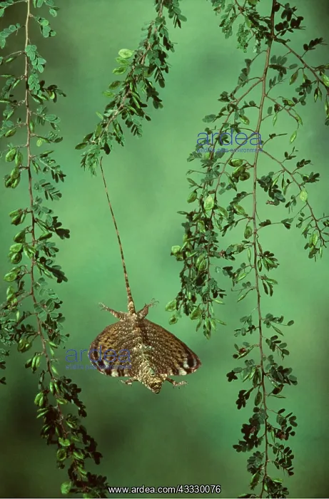 : FLYING LIZARD - in flight : FLYING LIZARD - in flight