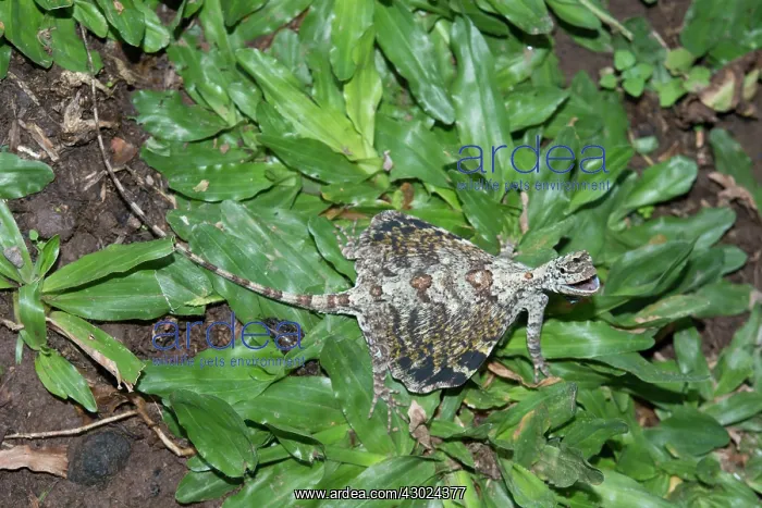 : Flying Lizard Flying Lizard on grass and giving warning : Flying Lizard Flying Lizard on grass and giving warning