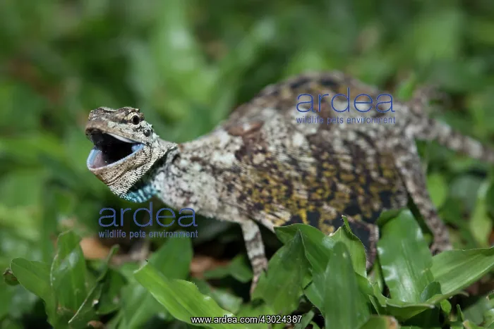 : Flying Lizard Flying Lizard on grass and giving warning : Flying Lizard Flying Lizard on grass and giving warning