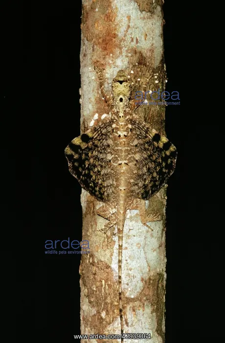 : FLYING LIZARD - on tree trunk : FLYING LIZARD - on tree trunk