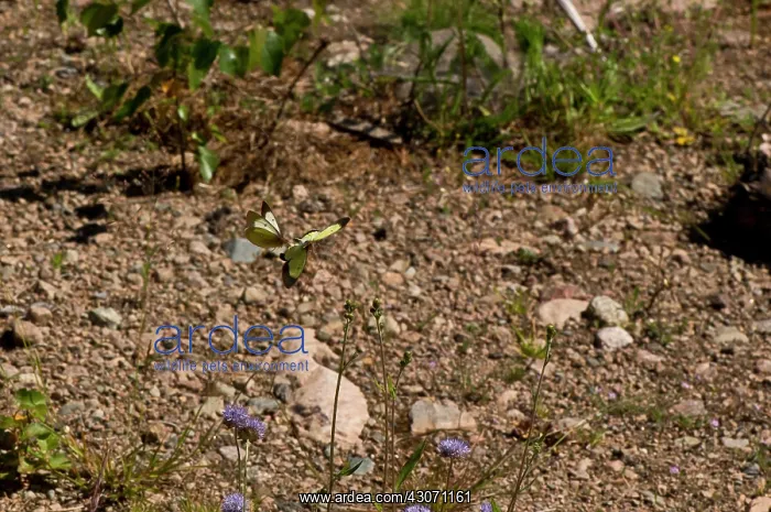 : Flying Palaeno Sulphur (Colias palaeno). Sm oland : Flying Palaeno Sulphur (Colias palaeno). Sm oland