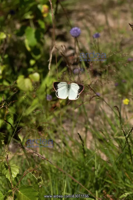 : Flying Palaeno Sulphur (Colias palaeno). Sm oland : Flying Palaeno Sulphur (Colias palaeno). Sm oland