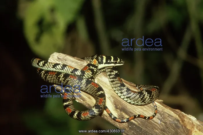 : Flying Snake : Flying Snake