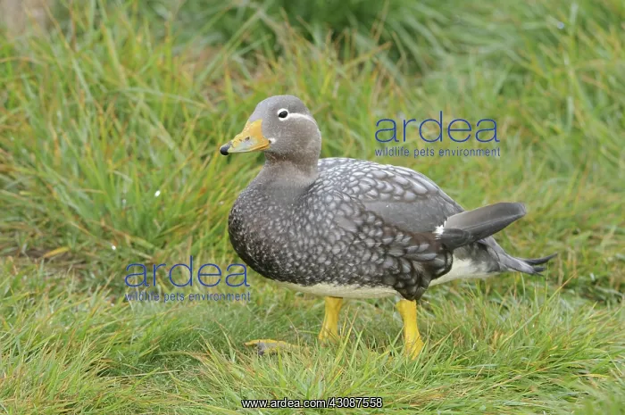  : Flying Steamer Duck