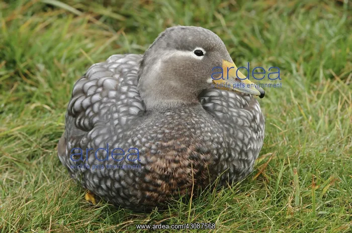  : Flying Steamer Duck
