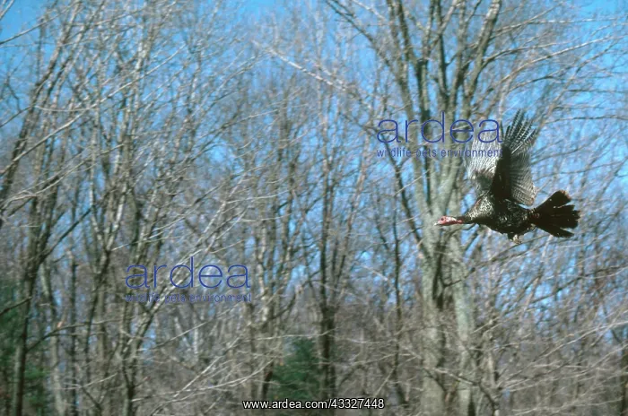 : Flying Turkey : Flying Turkey