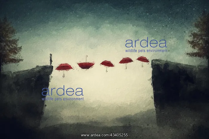 : Flying umbrellas pathway bridge above the precipice : Flying umbrellas pathway bridge above the precipice