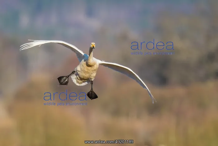 : Flying Whooper swan (Cygnus cygnus) on approach : Flying Whooper swan (Cygnus cygnus) on approach
