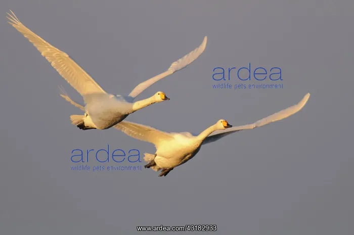 : Two flying Whooper swans ( Cygnus cygnus) in the : Two flying Whooper swans ( Cygnus cygnus) in the