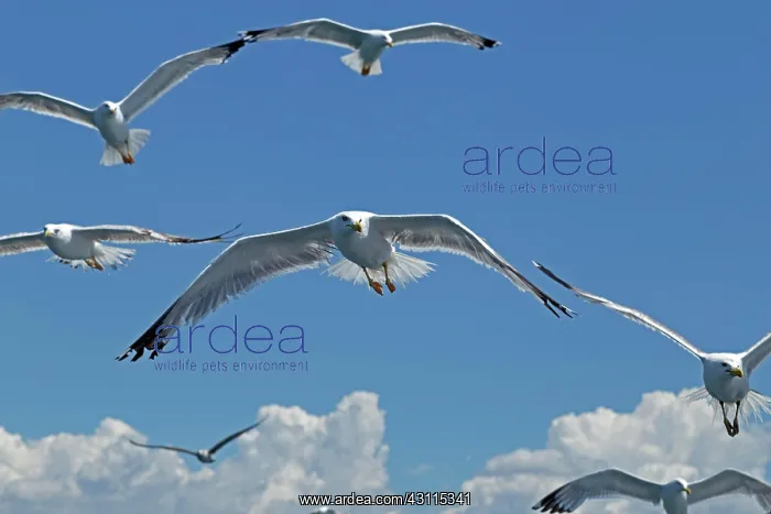 : Flying Yellow-legged gull (Larus michahellis), near : Flying Yellow-legged gull (Larus michahellis), near