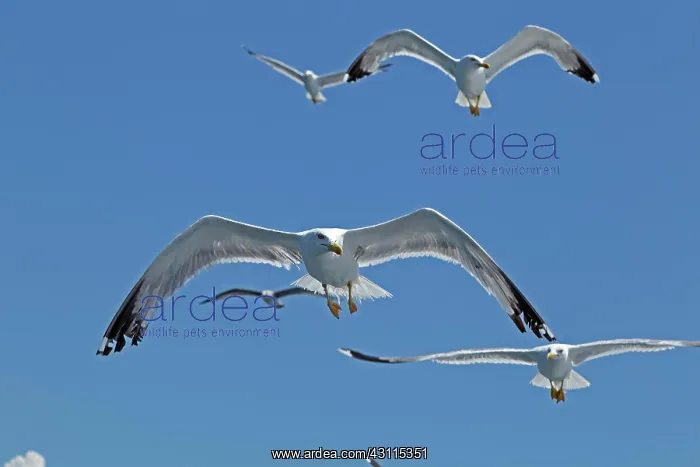 : Flying Yellow-legged gull (Larus michahellis), near : Flying Yellow-legged gull (Larus michahellis), near